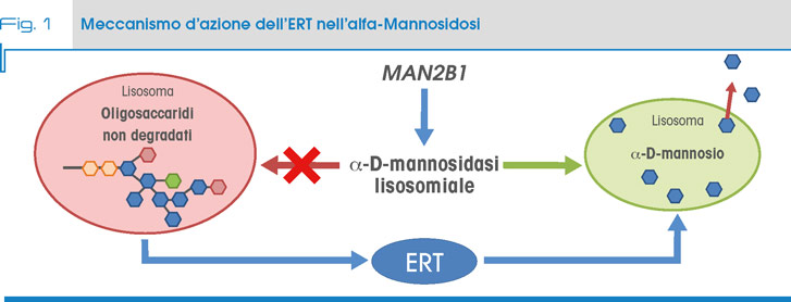 Fig. 2 Meccanismo d’azione dell’ERT nell’alfa-Mannosidosi